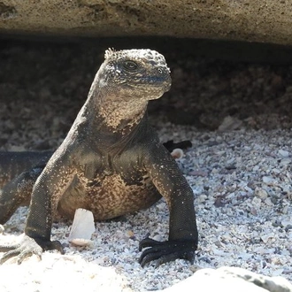 tourhub | Rebecca Adventure Travel | 4-Day Galapagos Experience: Los Tuneles, Bay Tour + extra night 