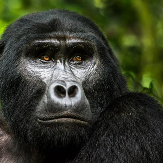 tourhub | Birchill Expeditions | Explore Gorillas Uganda 