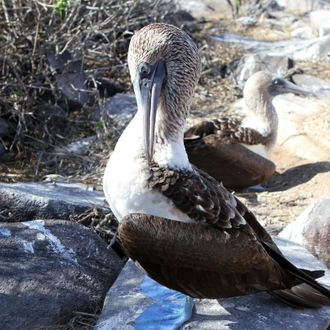 tourhub | G Adventures | Galápagos — East, Central, & West Islands aboard the Eden 