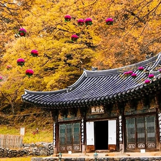 tourhub | Bamba Travel | South Korea Highlights 7D/6N 