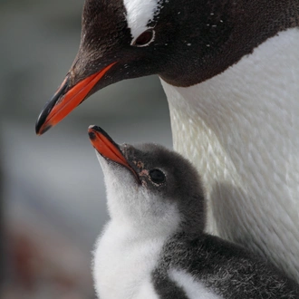 tourhub | Exodus Adventure Travels | Antarctic Express: Crossing the Circle 