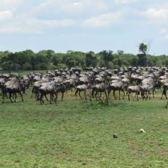 tourhub | Widerange African Safaris | 5 Days Tanzania Serengeti migration Mara River crossing Safari 