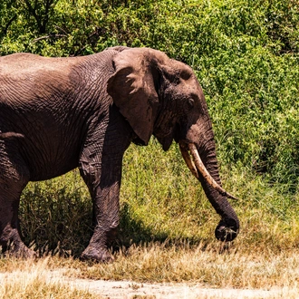 tourhub | Beach and Safari Holidays | Safari Through Tarangire and Lake Manyara 