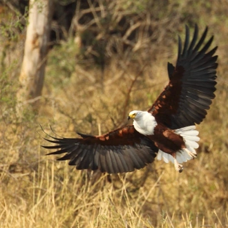 tourhub | Wildlife Dreams | Bird Watching in Kruger (Dates upon request) 