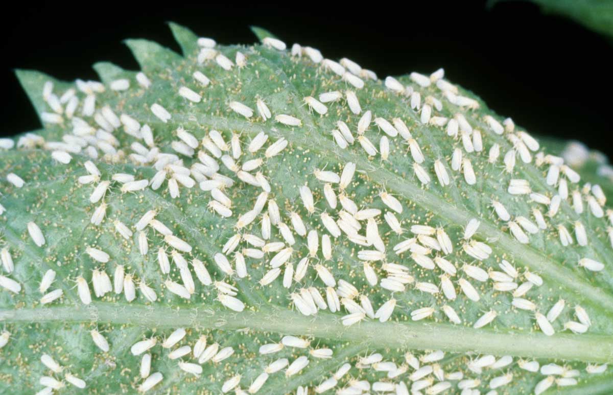 Signs of a Cannabis Whitefly Infestation
