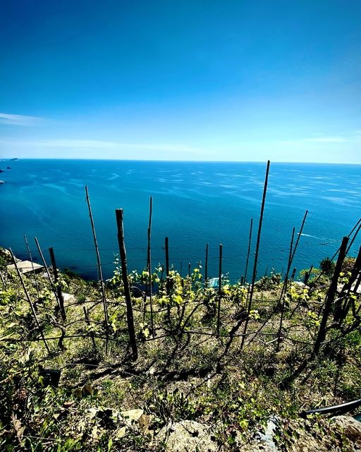 Il Tour dei Vigneti “Verticali” di Riomaggiore, con Degustazione di Vini Tripla A in Semi-Privato - Alloggi in Cinque Terre