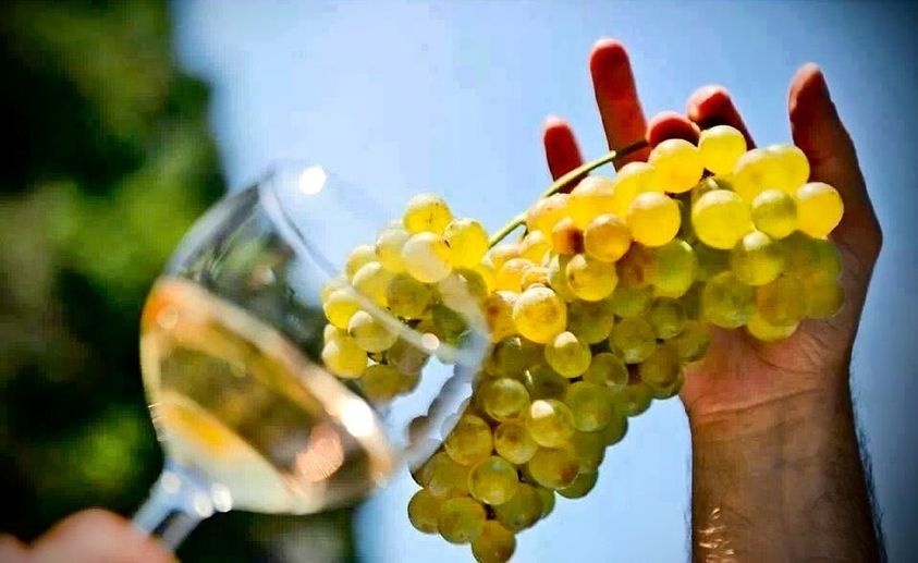 The “Vertical” Vineyards Tour in Riomaggiore, with Triple A Wines Tasting in Semi-Private - Alojamientos en Cinque Terre