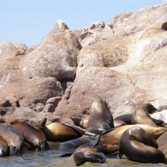 tourhub | Bamba Travel | Baja's Ocean Giants: From La Paz to Los Cabos Quest 7D/6N 