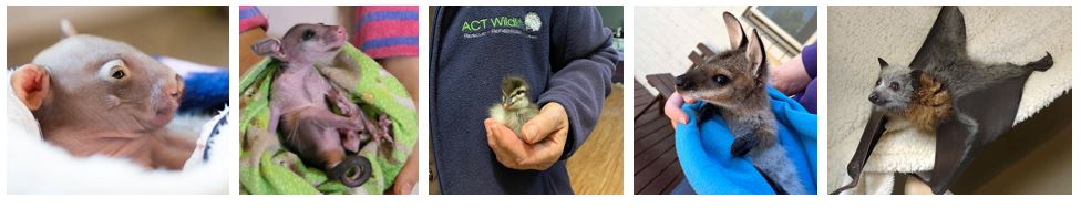 Rescue Wildlife