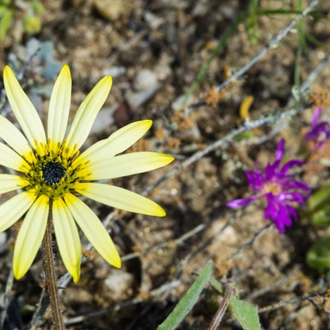 tourhub | HoneyBadger Travel & Tours | South Africa Flower Safari Namaqualand & West Coast 