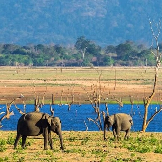 tourhub | On The Go Tours | Sri Lanka Safari, Tour & Trek - 8 Days 