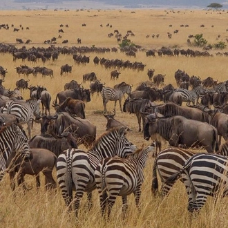 tourhub | Gracepatt Ecotours Kenya | Private 8 Days Masai Mara Wildebeest Migration Safari Adventures 