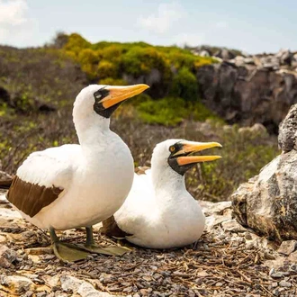 tourhub | Latin Trails | Galapagos Southern and Central Islands Cruise 