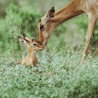 tourhub | Wildlife Dreams | Impala Lambing with Wildlife Dreams 