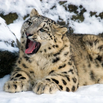 tourhub | Exodus Adventure Travels | Search for Snow Leopards with Valerie Parkinson 