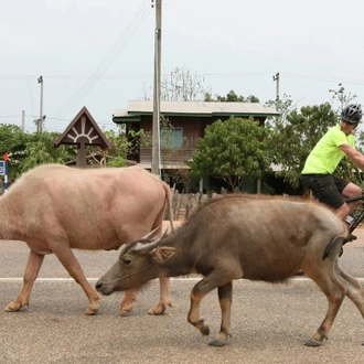 tourhub | SpiceRoads Cycling | Southern Laos by Bicycle 