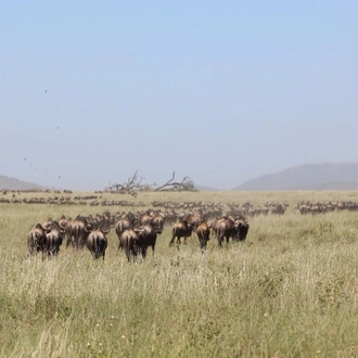 tourhub | Beach and Safari Holidays | Tanzania by Road and from Above 