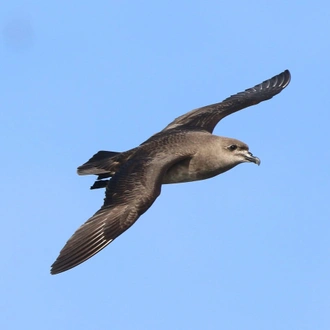 tourhub | Heritage Expeditions | Seabirds & Cetaceans of Australasia 