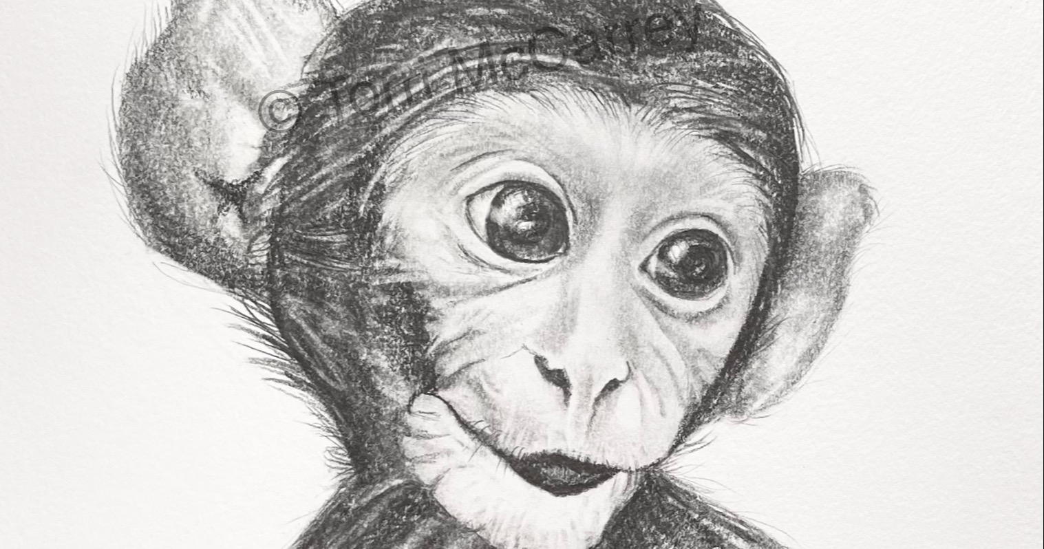 Realistic Monkey Drawing
