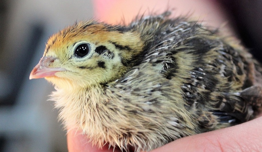 Quail chick