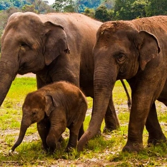 tourhub | Bamba Travel | Chiang Mai & Elephant Conservation 3D/2N 