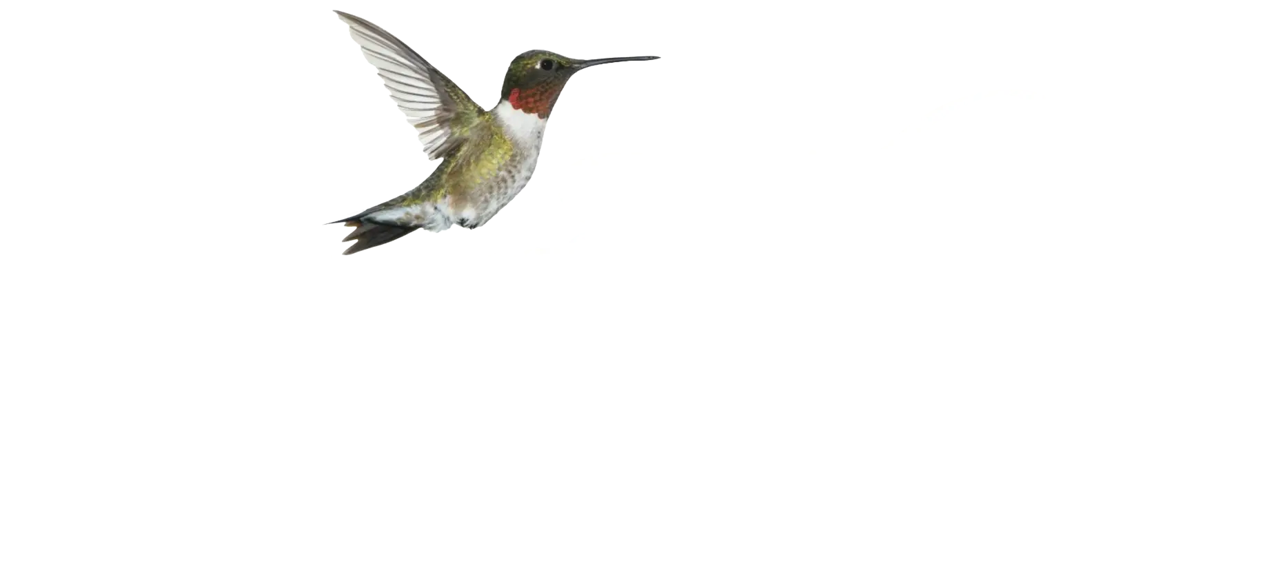 Raymer - Kepner Funeral Home and Cremation Services Logo