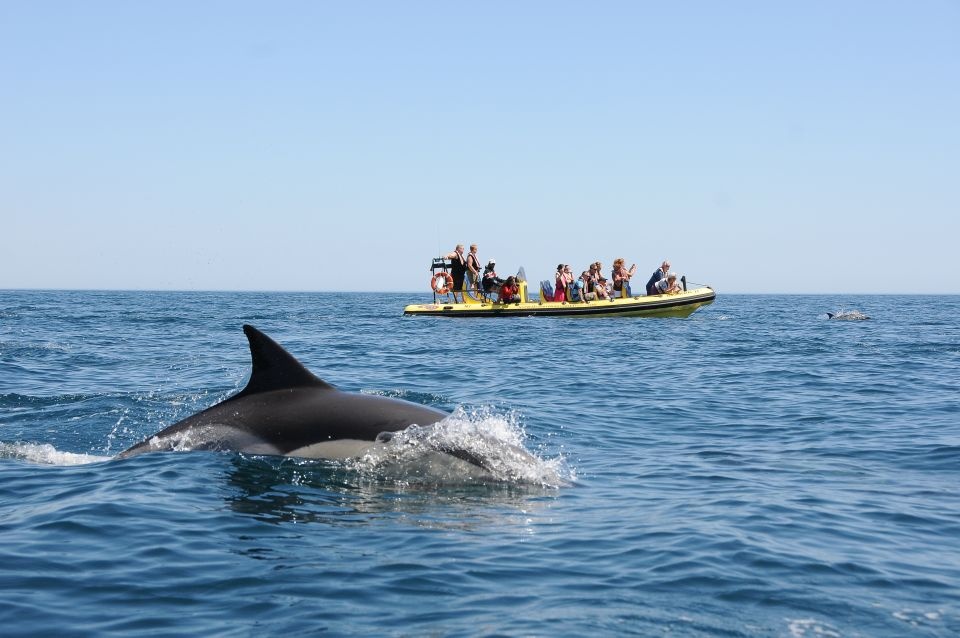 Insónia – Visita às Grutas e Observação de Golfinhos