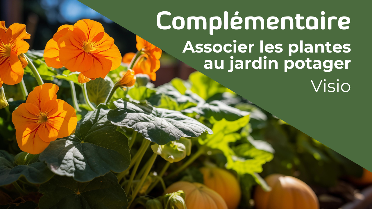 Représentation de la formation : ASSOCIER LES PLANTES AU JARDIN POTAGER