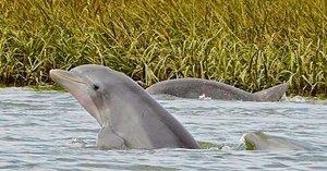 Dolphin Nature Cruise