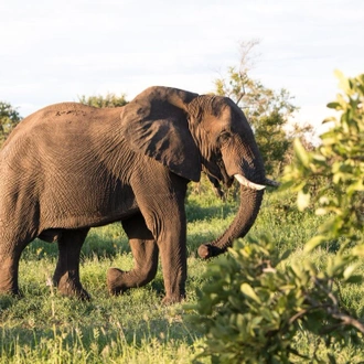 tourhub | Intrepid Travel | Kruger & Coast 