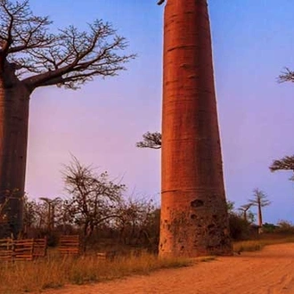 tourhub | Intrepid Travel | Madagascar Baobabs & Beyond 