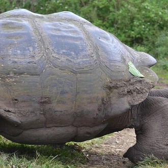 tourhub | BM Tours | 4 Days Galápagos - Isabela Islands and Santa Cruz  