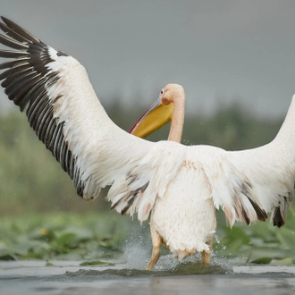 tourhub | Bunica Maria | Danube Delta Birding Tour, Romania 