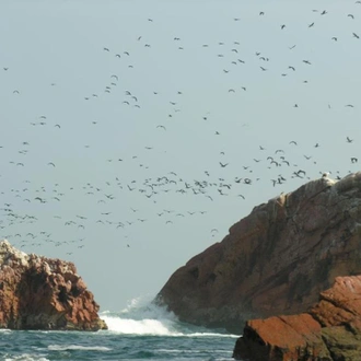 tourhub | Bamba Travel | Ballestas Islands & Sand-Boarding Adventure 2D/1N 