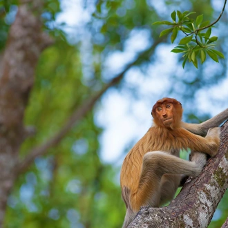 tourhub | Exodus Adventure Travels | Borneo Family Wildlife Adventure 