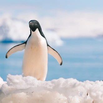 tourhub | Intrepid Travel | Best of Antarctica: Whale Discovery (Ocean Endeavour)  