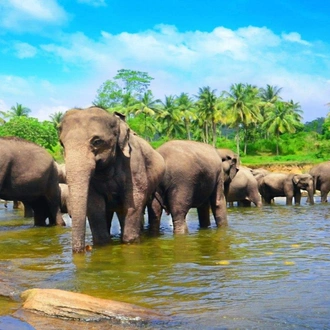 tourhub | Today Voyages | The Pick of Sri Lanka - Free Upgrade to Private Tour Available 