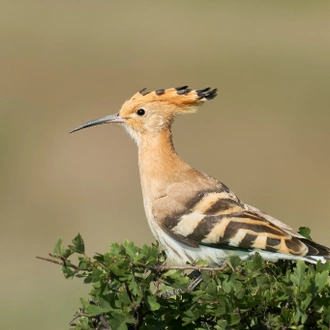 tourhub | Bunica Maria | Birding Danube Delta 