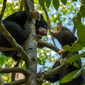 tourhub | Intrepid Travel | Real Borneo 