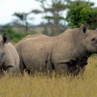 tourhub | Arrow Adventures Kenya | 6 Days Rhino Conservation Safari 