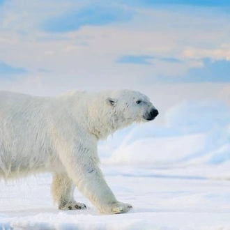 tourhub | On The Go Tours | Wild Wonders of the Arctic - 8 days 