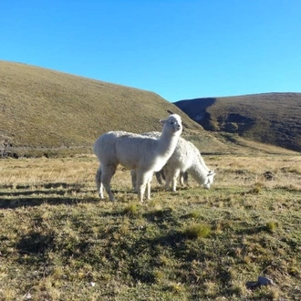 tourhub | Today Voyages | EN Xperience Ecuador & Galapagos Islands FIT 