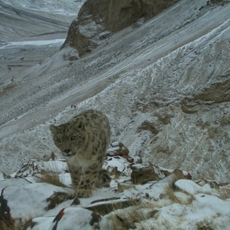 tourhub | Crooked Compass | Snow Leopards of Mongolia 