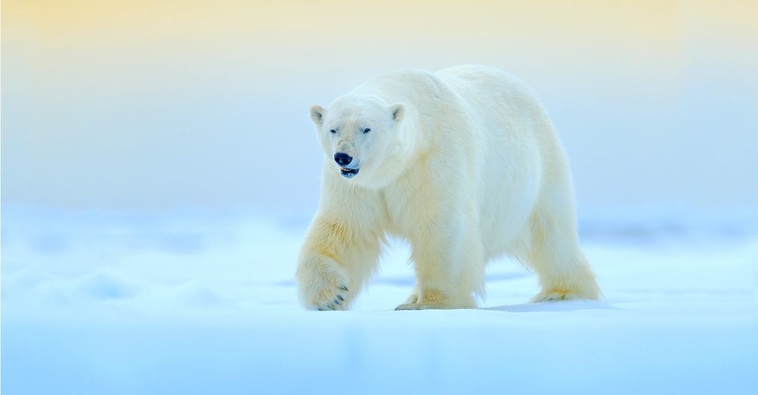 25 Surprising Facts About Polar Bears - 24/7 Wall St.