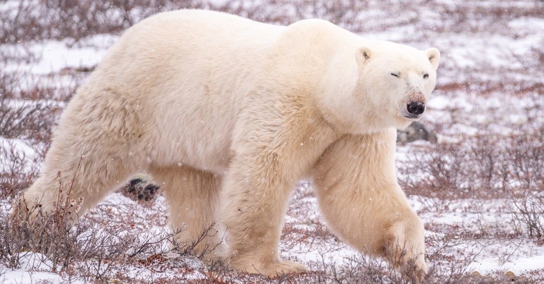 A Year in the Life of a Polar Bear