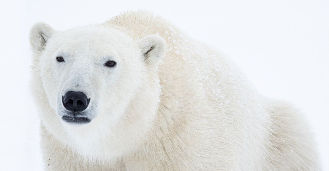 A Year in the Life of a Polar Bear