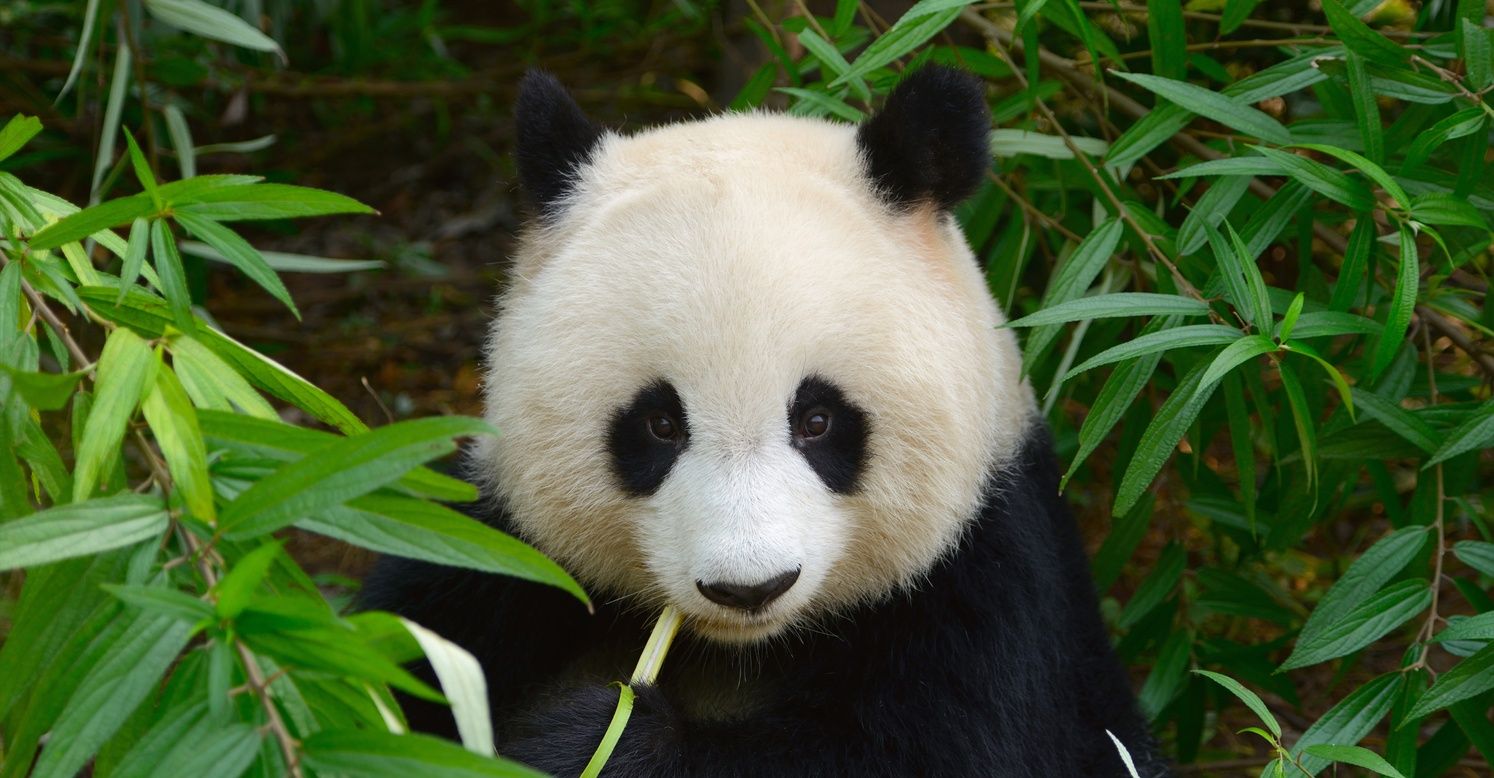 Panda Bear Tour, China Adventure Travel