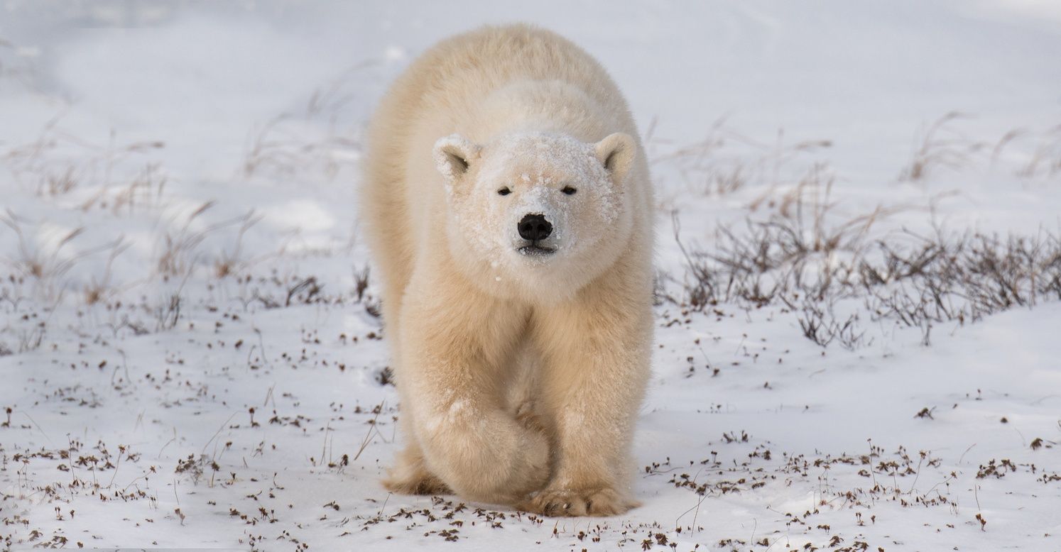 Churchill Polar Bear Tours  Canada's  - Natural Habitat Adventures