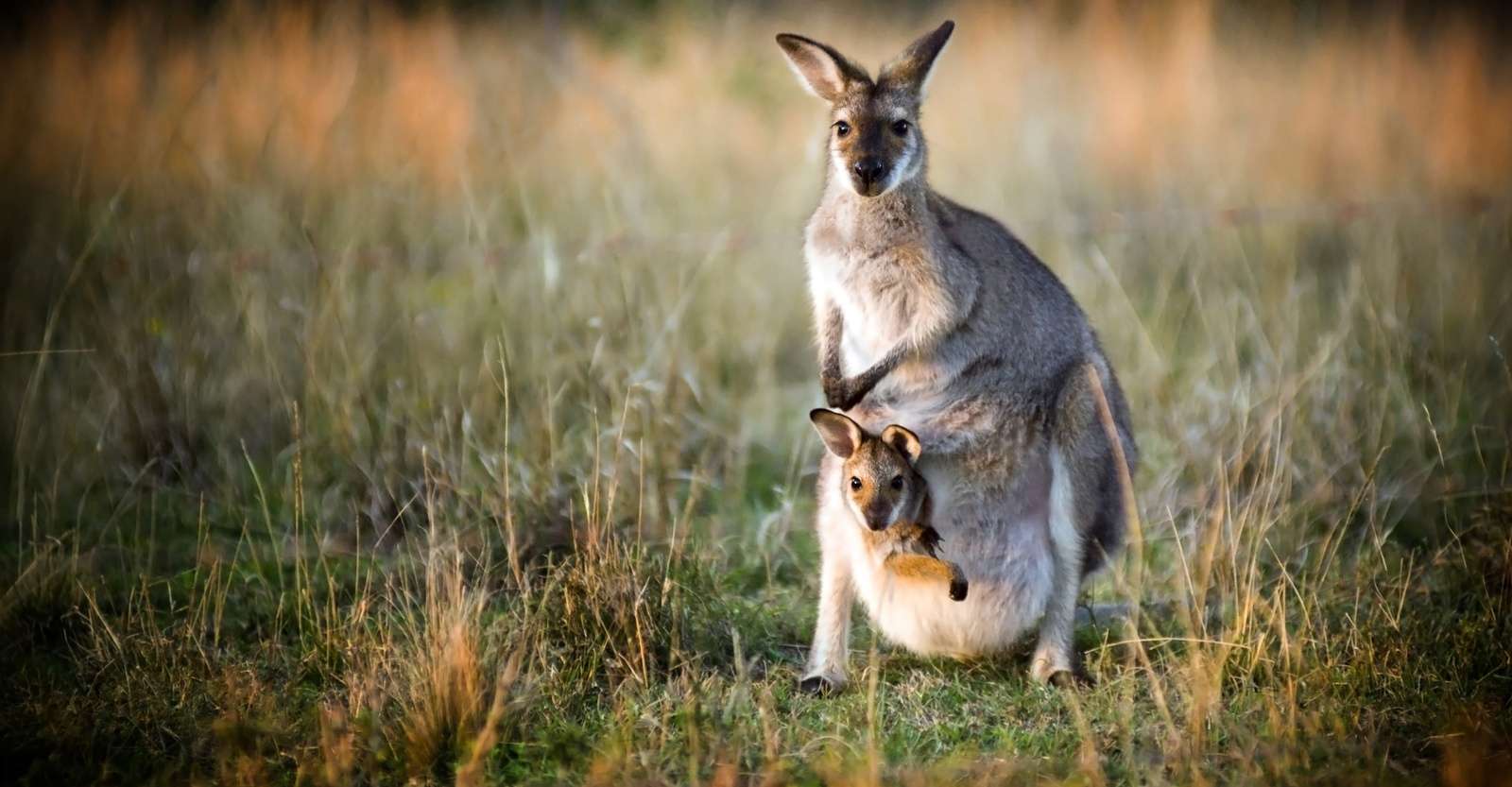 Kangaroo and joey, Australia.