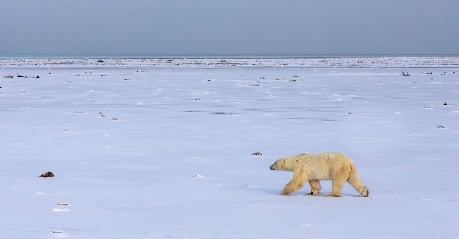 Churchill Polar Bear Tours | Natural Habitat Adventures